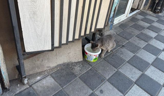Kırklareli’nde Sokak Hayvanları İçin Su Seferberliği