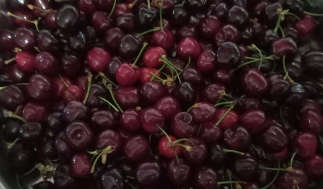 Kırklareli’nde Kiraza İlgi Sürüyor