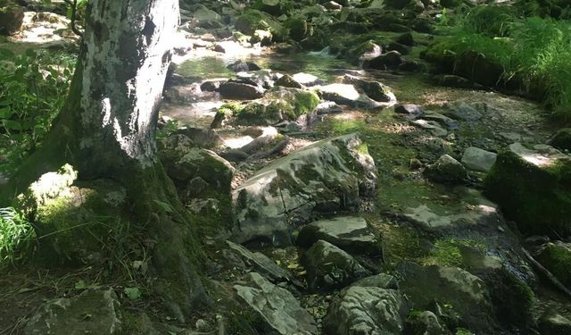 Orman Dereleri Yazın Doğaseverleri Ağırlıyor