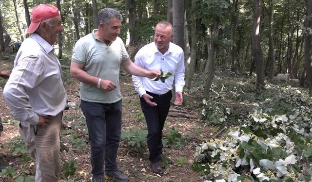 Kilosu ormanda 3 bin lirayı buluyor...Ihlamur ormanlarında ölümüne cesaret