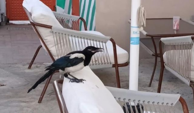 Sevimli saksağan Tekirdağlıların maskotu haline geldi