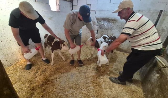 Kırklareli'nde şaşırtan doğum: Bir inek üçüz doğurdu