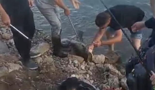Meriç Nehri'nde yakaladığı 30 kiloluk yayın balığını nehirde oltası ile gezdirdi