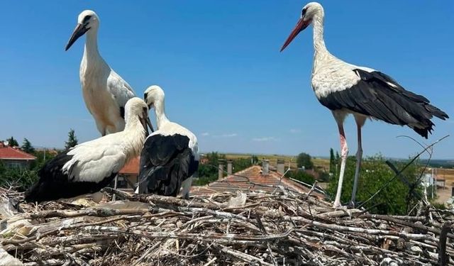 Edirne'de yaralı leylek yavrusu muhtarın duyarlılığı ile kurtarıldı