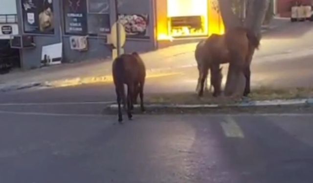 Atlar şehir merkezinde otlanırken görüntülendi