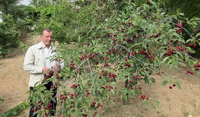 Kütahyalı vişne üreticileri taban fiyat ve fiyat istikrarı istiyor