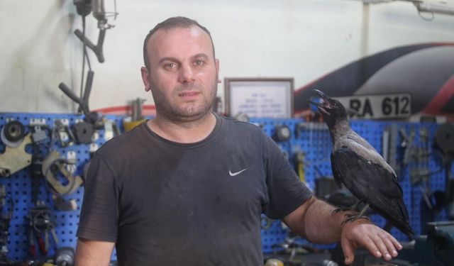 Karga ile tamircinin sıradışı dostluğu...Tamirhanede birlikte çalışıyorlar