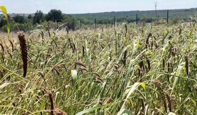 Edirne'de alternatif tarım atağı: Muhabbet kuşu yemi üretimi umut verdi