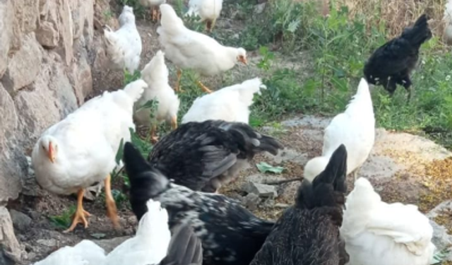 Kırklareli Kırsalında Doğal Üretim Sürüyor