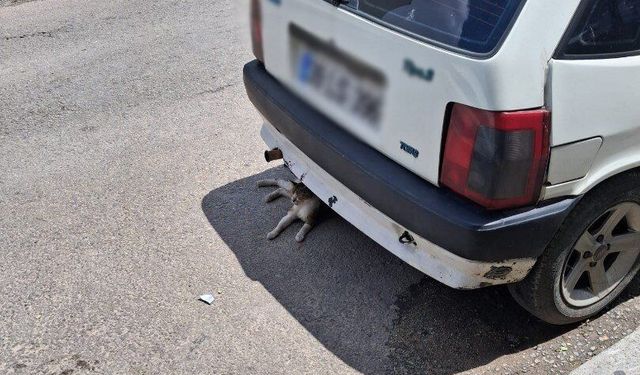 Kırklareli’nde Sıcak Hava Sokak Hayvanlarını Gölgeye Yöneltti