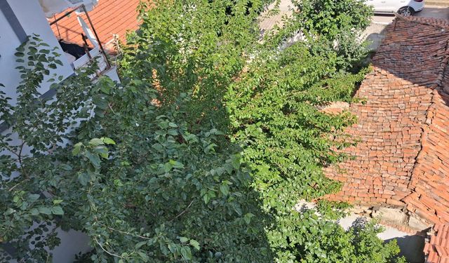 Ağaçlar Yaz Aylarında Doğal Serinlik Sağlıyor
