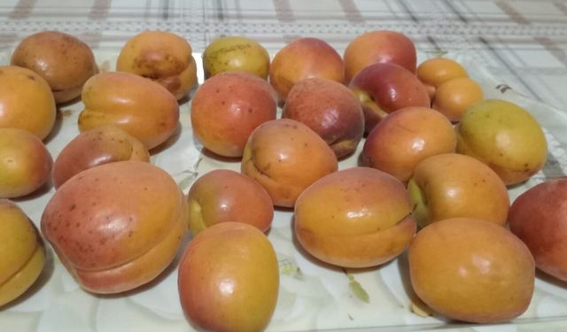 Kırklareli’nde Kayısı Mevsimi Başladı