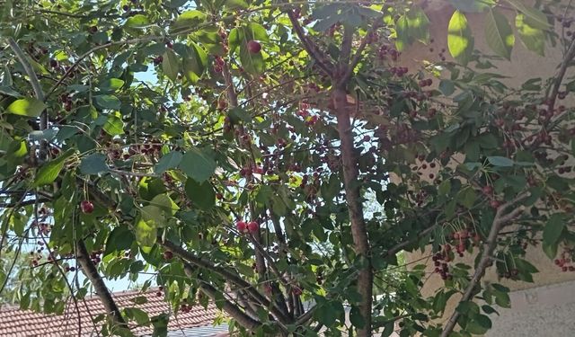 Kırklareli'nde Vişne Mevsimi Bahçeleri Renklendirdi
