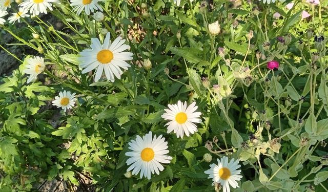 Kırklareli'nde Yazın Güzelliği Papatyalarla Renklendi