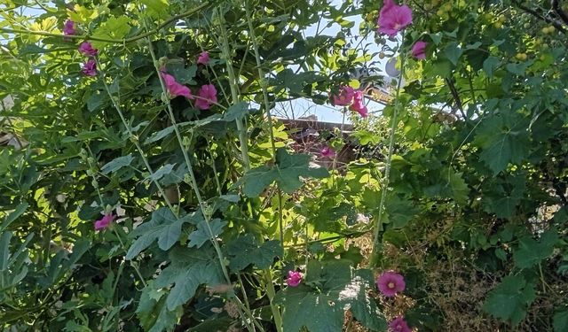 Gülhatmileri Kırsalı Renklendiriyor