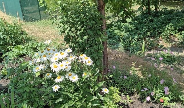 Kırklareli'nde Papatyalar Yazı Renklendiriyor