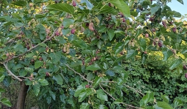 Kırklareli'nde Dut Hasadı Bereketi Yaşanıyor