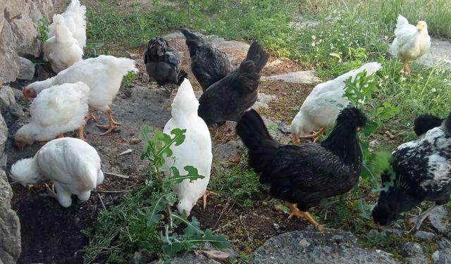 Kırsalda Serbest Gezen Tavuklara İlgi Artıyor