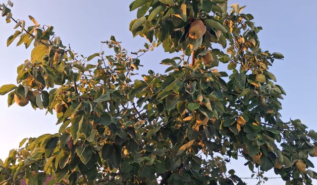 Ayva Ağaçları Meyvelerini Büyütüyor