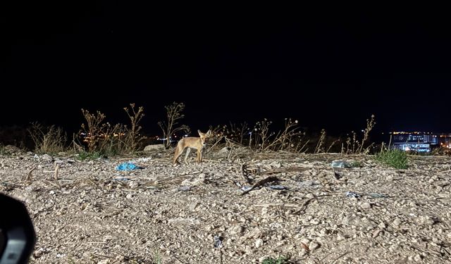 Gece Saatlerinde Görüntülendi: Tilki Şaşırttı