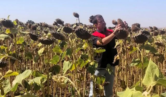 Kırklareli’nde Yerli Hibrit Ayçiçeği Ekimleri Kontrol Ediliyor