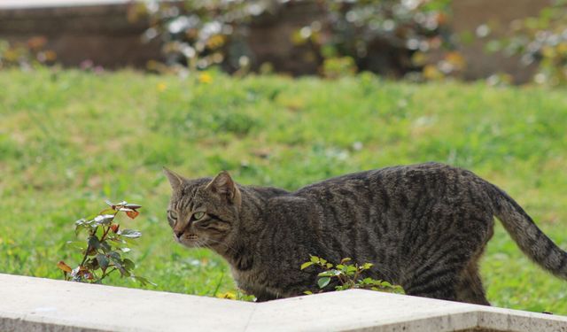 SOKAĞIN SAKİNİ, OBJEKTİFLERİN KONUĞU