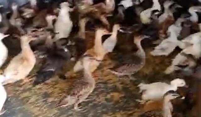 Enez’de ticarete konu edilen 257 yabani kanatlı kuş ele geçirildi