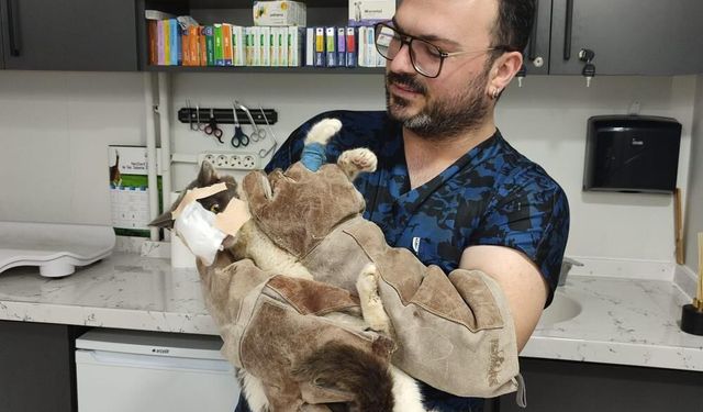 Keşan’da yüzündeki tümör alınan kedinin yüzüne canlı deri flebi taşındı
