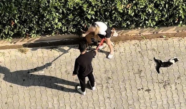 Ağızlıksız gezdirilen Pitbull kediyi parçaladı: Sahibi 'polisi aramayın' diye yalvardı