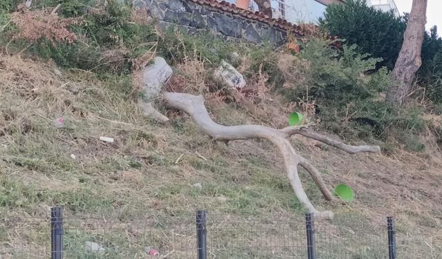 Tekirdağ'da poyraz ağaçları devirdi
