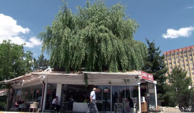 Kesmeye kıyamadığı salkım söğüdü, işletmenin simgesi oldu