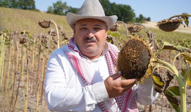 Edirne’de ayçiçeği üreticisinin yüzü bu yıl verimle güldü