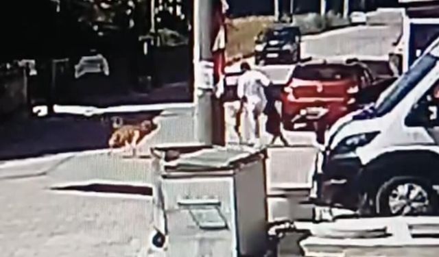 Köpeğini gezdirirken başka bir köpeğin saldırısına uğradı