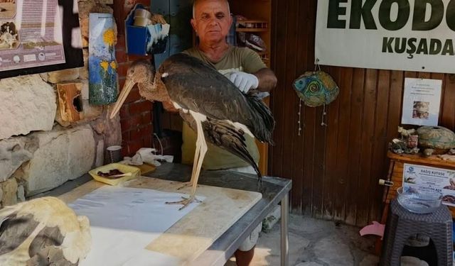 Leylek yavrularının göç yolculuğu talihsizlikle kesildi