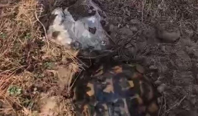Alevlerden korunmak için kendini toprağa gömmeye çalışan kaplumbağayı ekipler kurtardı