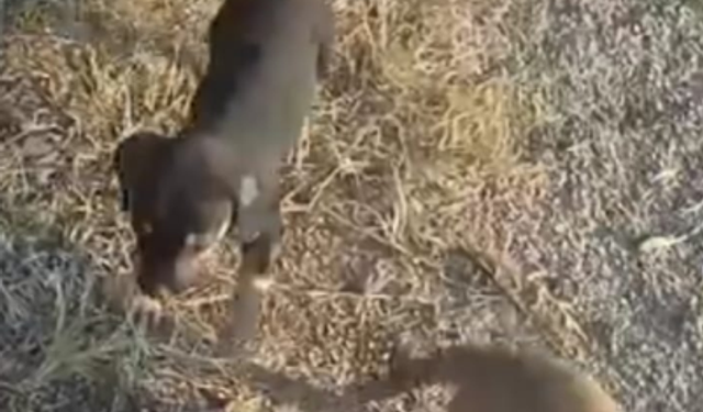Yavru Köpekler Çocukların İlgi Odağı Oluyor