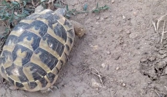 Doğada Görülen Trakya Tosbağaları Dikkat Çekiyor