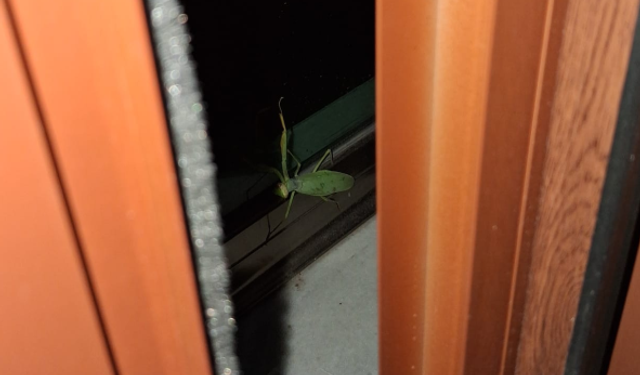 Kırklareli’nde Peygamberdevesi Hareketliliği