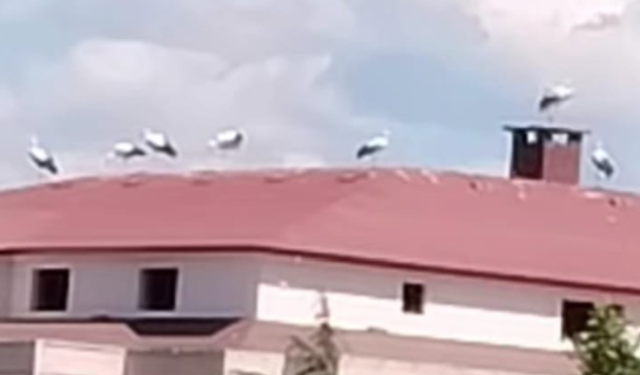 Kırklareli'nde Çatılar Leyleklere Ev Sahipliği Yapıyor