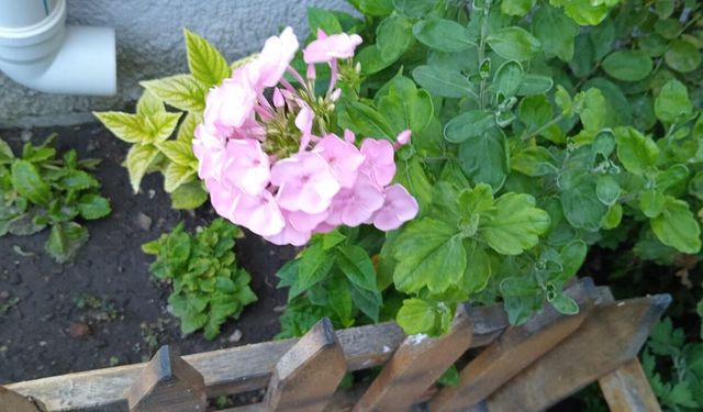 Yaz Bahçelerini Pembe Flokslar Süslüyor