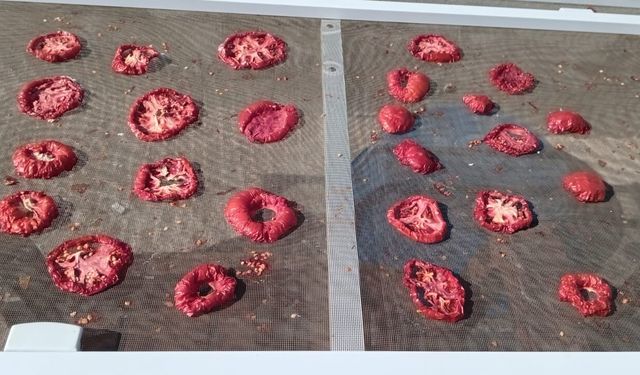 Kırklareli Kırsalında Kışlık Domates Mesaisi Başladı
