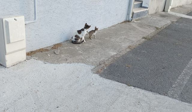 Sokak Kedileri Sıcak Havalarda Su ve Mama Bekliyor