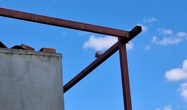 Güvercin Çatıların Sessiz Konuğu Oldu