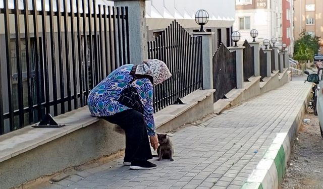 Kırklareli'nde Sokak Kedisini Besleyen Yaşlı Kadın Yürekleri Isıttı
