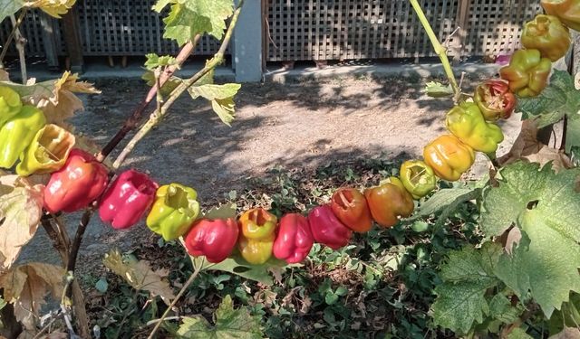 Kırklareli’nde Biberler Doğal Yöntemlerle Kurutuluyor