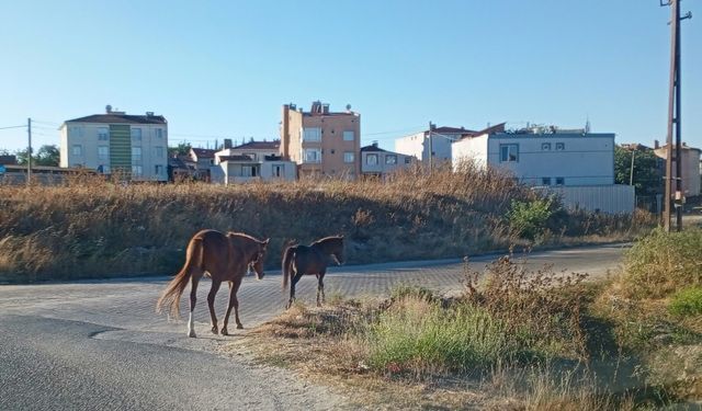 Atlar Sokaklarda Başıboş Dolaştı