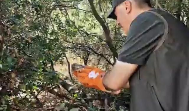 Yaralı halde bulunan 3 yaban hayvanı, tedavilerinin ardından doğaya bırakıldı