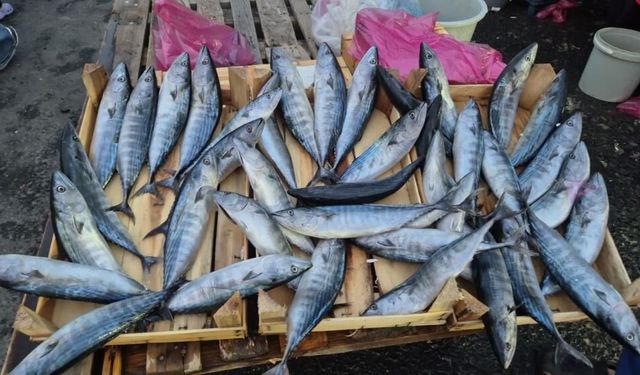 Tekirdağ'da palamut 75 TL'ye kadar düştü