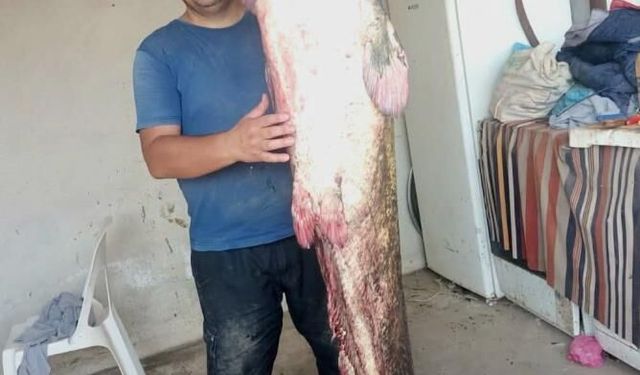 Meriç Nehri’nde 2 metre 45 santimetrelik dev yayın balığı