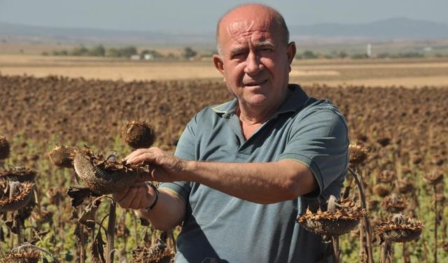 Trakya’da üreticiler ayçiçeği hasadında sona yaklaştı